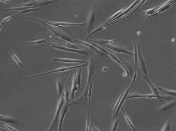 HROG38 Cells