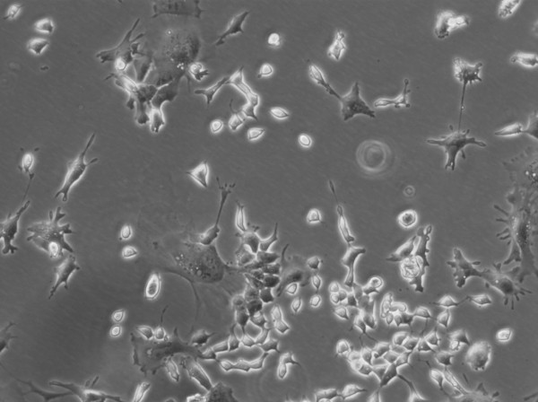 TERA-C3H Cells