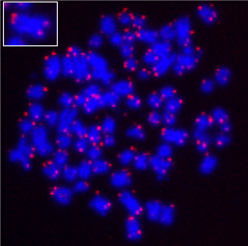 ReadiLink(TM) iFluor(R) 647 FISH Fluorescence Imaging Kit