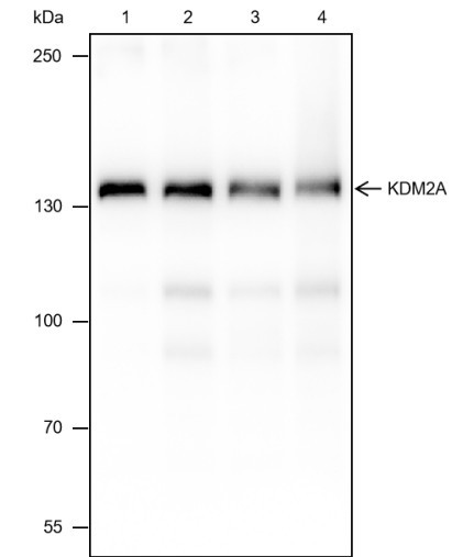 Anti-Recombinant KDM2A, clone A401