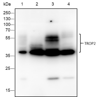 Anti-Recombinant TROP2, clone A384