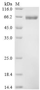 Hyaluronidase PH-20 (SPAM1), partial, recombinant human