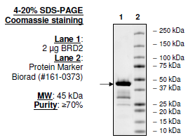 BRD2, BD1 and BD2 (65-459), human recombinant, N-terminal His-tag