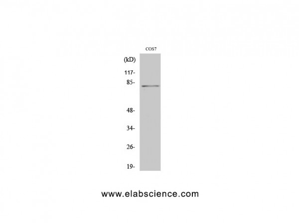 Anti-Phospho-Stat4 (Tyr693)