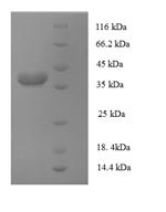 AP-1 complex subunit sigma-3 (AP1S3), human, recombinant