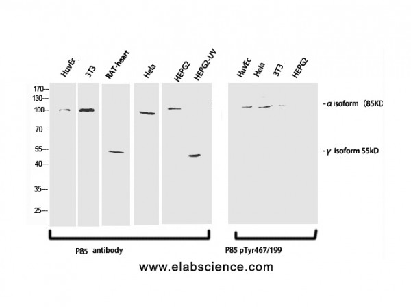 Anti-Phospho-PI 3-kinase p85/p55 (Tyr467/199)