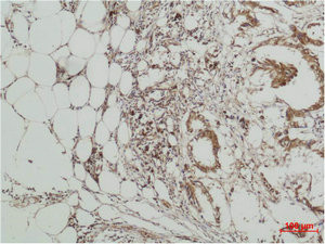 Anti-MAPK7