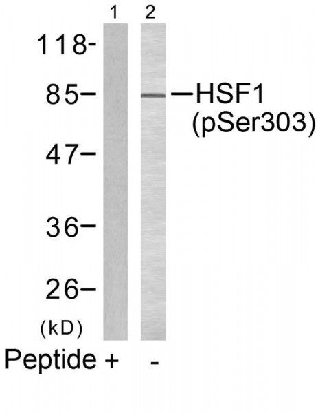 Anti-phospho-HSF1 (Ser303)
