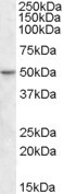 Anti-TEF4, Internal