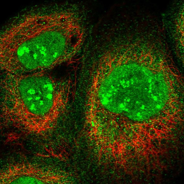 Anti-CD3EAP