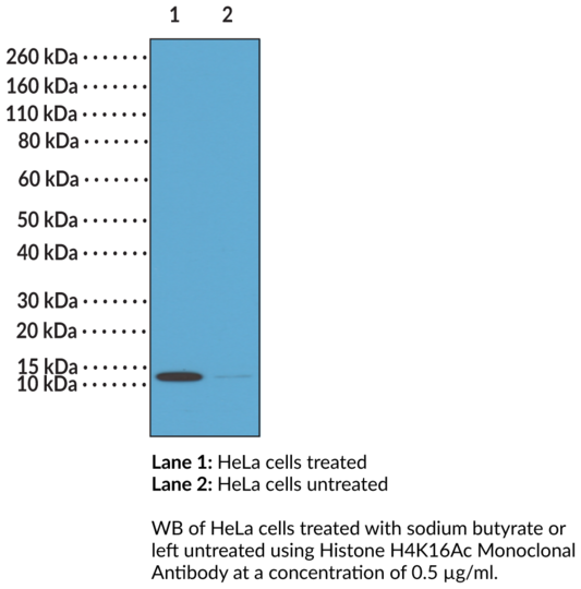 Anti-Histone H4K16Ac Monoclonal Antibody (RM204)