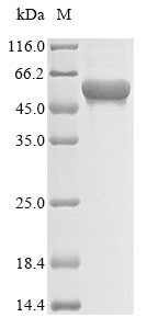 Chitinase-3-like protein 2 (CHI3L2), human, recombinant