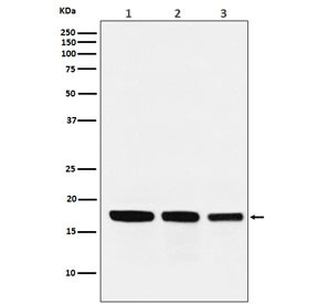 Anti-GABARAP, clone ACHE-7