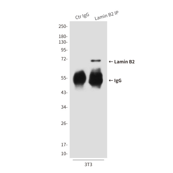 Anti-LMNB2