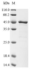 F-box only protein 4 (FBXO4), human, recombinant