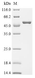 Outer membrane protein assembly factor BamA (bamA), partial, recombinant Shigella flexneri