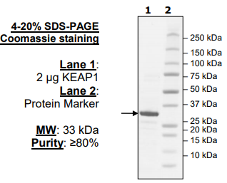 KEAP1, His-tag