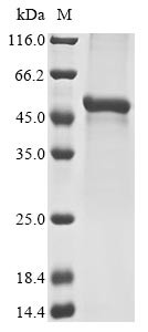 Fibroleukin (Fgl2), mouse, recombinant