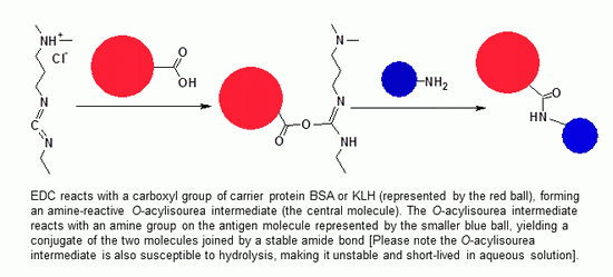 ReadiLink(TM) KLH Conjugation Kit