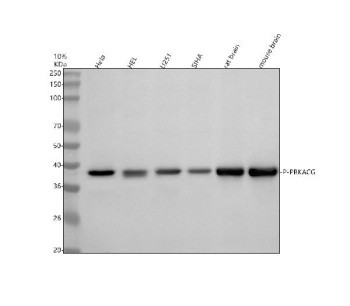 Anti-phospho-PKA C (Thr197) / PRKACA/PRKACB/PRKACG, clone 32P41