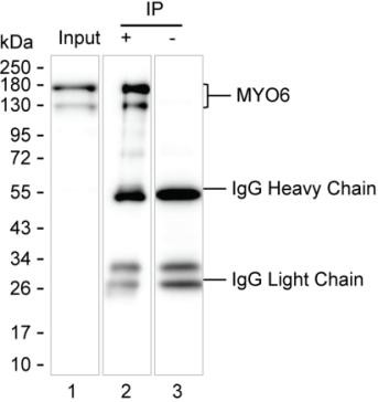 Anti-MYO6
