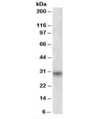 Anti-FHL3