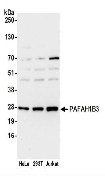 Anti-PAFAH1B3