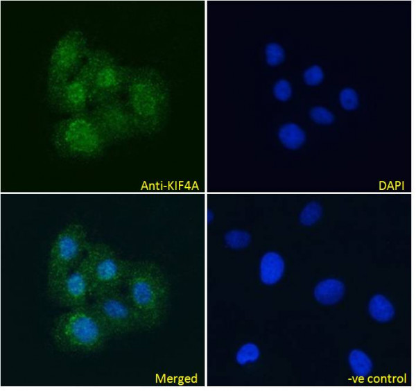 Anti-KIF4A, C-terminal