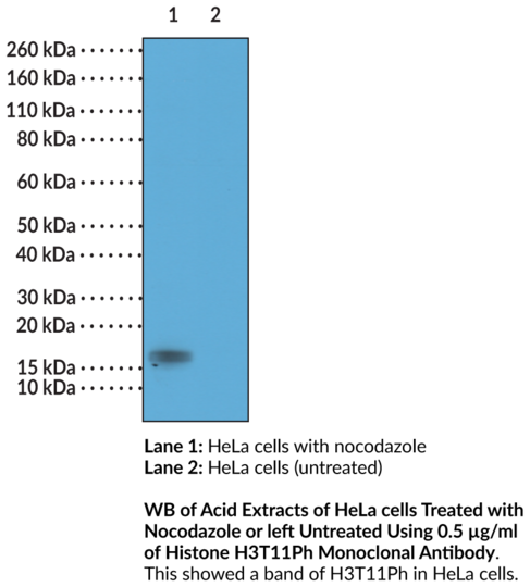 Anti-Histone H3T11Ph Monoclonal Antibody (RM164)