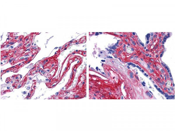 Anti-Collagen Type V, Fluorescein Conjugated