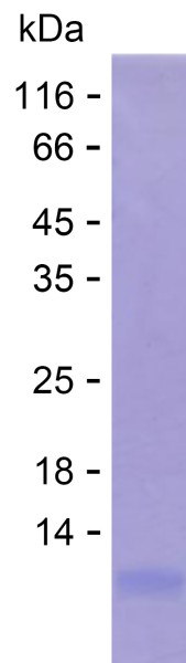 Recombinant Human FAXDC2 Protein