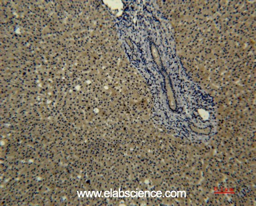 Anti-Transferrin, clone 6D6