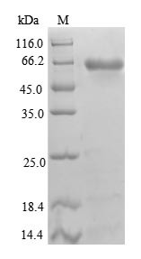 Beta-1,4-galactosyltransferase 3 (B4GALT3), partial, human, recombinant