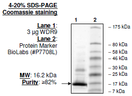 WRD9 (1308-1436), human recombinant protein, N-terminal His tag