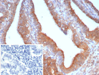 Anti-EGFL7 / EGF-like domain-containing protein 7, clone EGFL7/9499