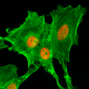 Anti-Acetyl-Histone H4 (Lys20), Rabbit Monoclonal (RM205)