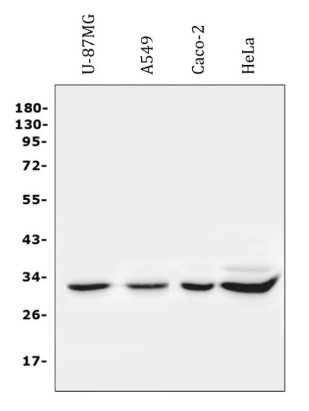 Anti-Syntenin 1