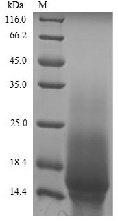 Aquaporin-4 (Aqp4), partial, mouse, recombinant