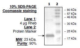 Rheb, active human recombinant protein