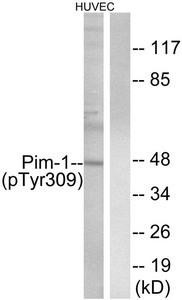Anti-phospho-Pim1 (Tyr309)