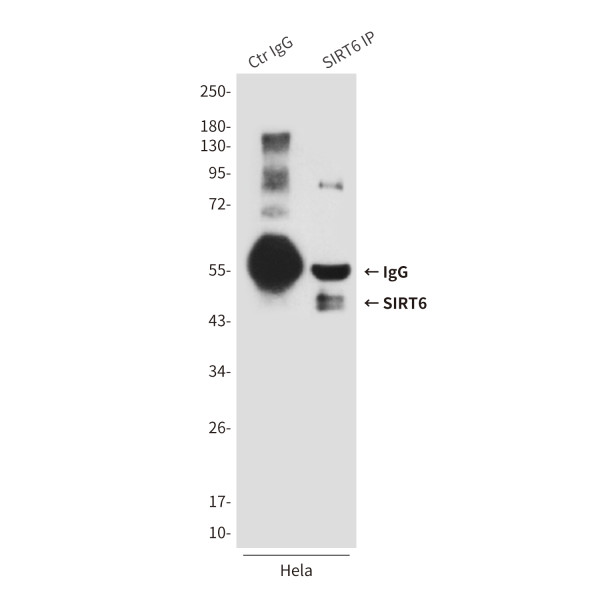 Anti-SIRT6
