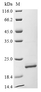 Apolipoprotein A-II (APOA2), human, recombinant