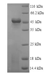 Fibroleukin (FGL2), human, recombinant