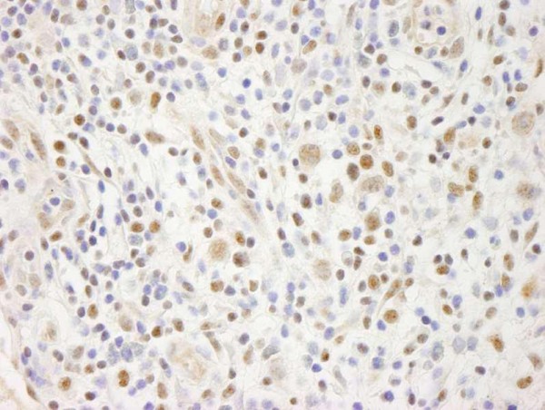 Anti-ELF1 (IHC)