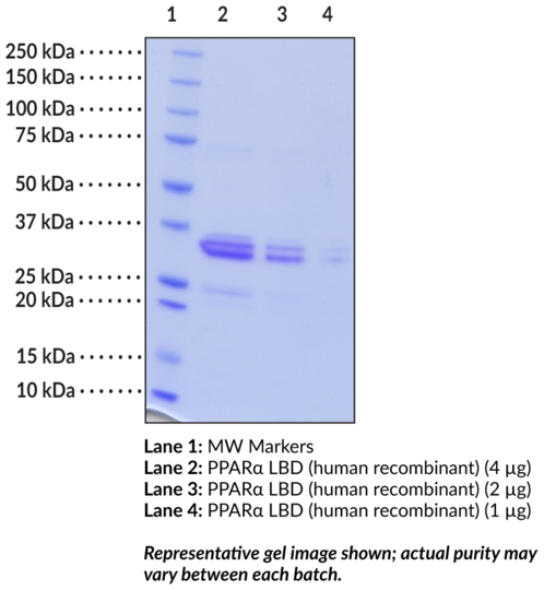 PPARalpha Ligand-binding Domain (human, recombinant)