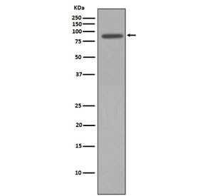 Anti-NBS1 / NBN, clone COF-14