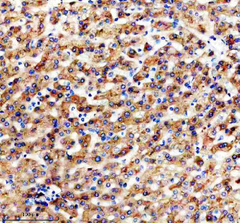Anti-Apolipoprotein H / APOH, clone 24A09