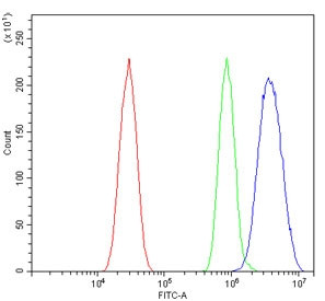 Anti-Irf3 / Interferon regulatory factor 3, clone 7B10