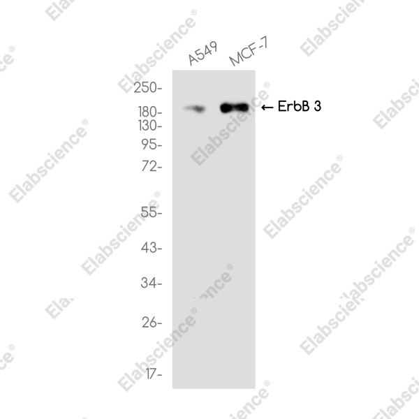 Anti-Recombinant ErbB 3, clone C222779