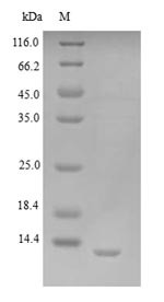 Protein K3 (VACWR034), Vaccinia virus, recombinant